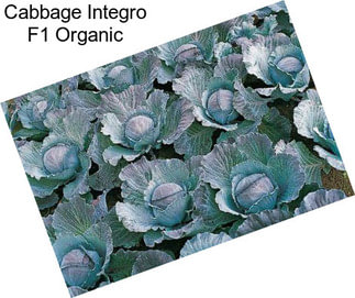 Cabbage Integro F1 Organic