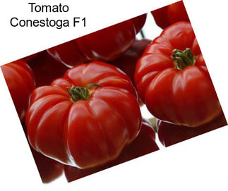 Tomato Conestoga F1