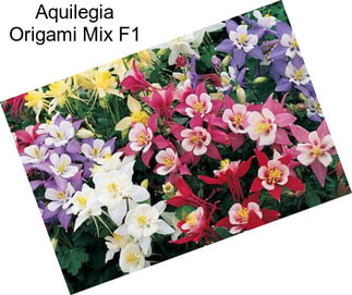 Aquilegia Origami Mix F1