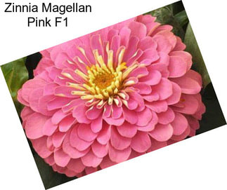 Zinnia Magellan Pink F1
