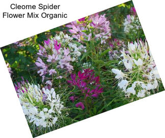 Cleome Spider Flower Mix Organic