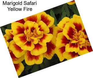 Marigold Safari Yellow Fire