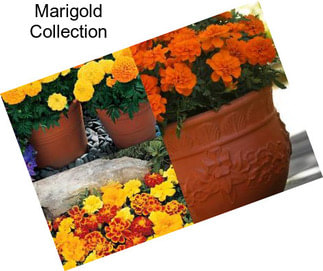 Marigold Collection