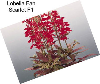 Lobelia Fan Scarlet F1