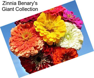 Zinnia Benary\'s Giant Collection