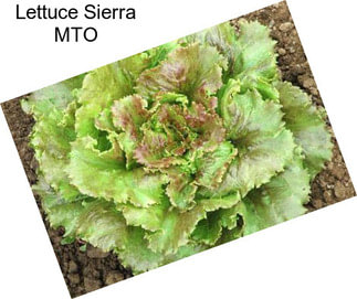 Lettuce Sierra MTO