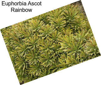 Euphorbia Ascot Rainbow