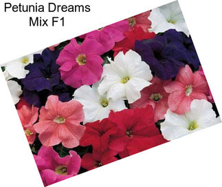 Petunia Dreams Mix F1