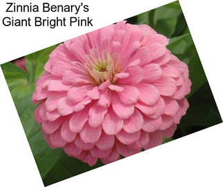 Zinnia Benary\'s Giant Bright Pink