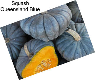 Squash Queensland Blue