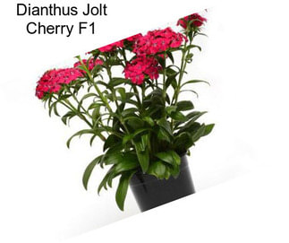 Dianthus Jolt Cherry F1