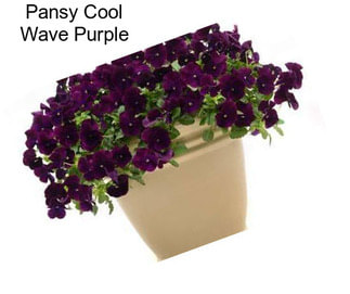 Pansy Cool Wave Purple