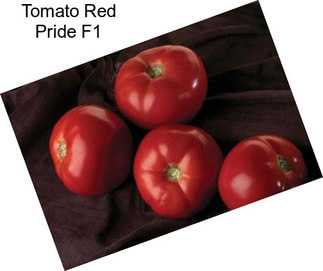 Tomato Red Pride F1