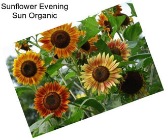 Sunflower Evening Sun Organic