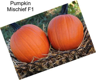 Pumpkin Mischief F1