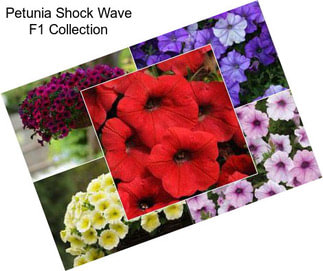 Petunia Shock Wave F1 Collection