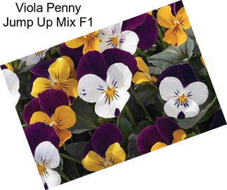 Viola Penny Jump Up Mix F1