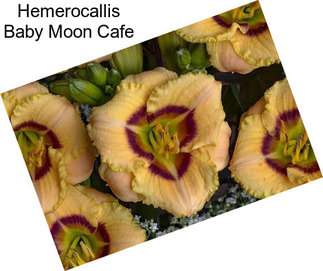 Hemerocallis Baby Moon Cafe