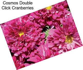 Cosmos Double Click Cranberries