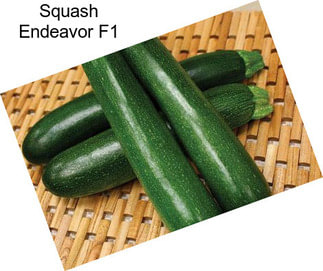 Squash Endeavor F1