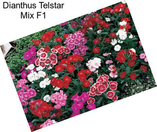 Dianthus Telstar Mix F1