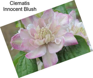 Clematis Innocent Blush