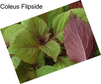 Coleus Flipside