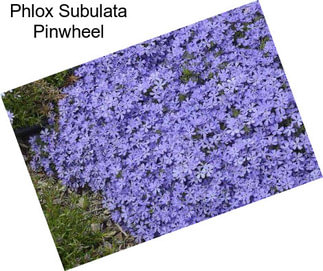Phlox Subulata Pinwheel