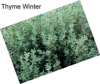 Thyme Winter