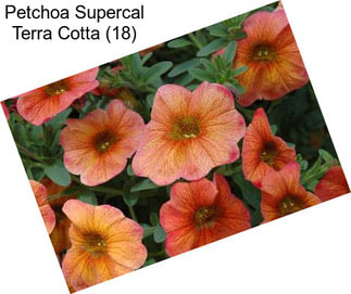 Petchoa Supercal Terra Cotta (18)