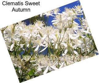 Clematis Sweet Autumn