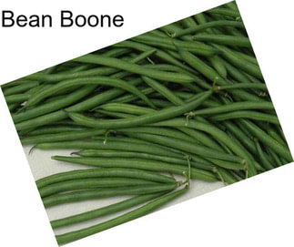 Bean Boone