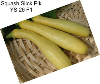 Squash Slick Pik YS 26 F1