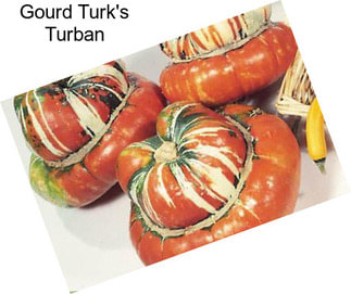 Gourd Turk\'s Turban