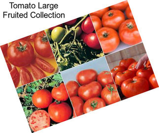 Tomato Large Fruited Collection