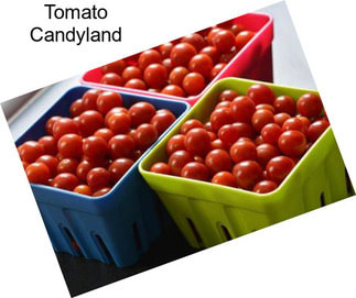 Tomato Candyland