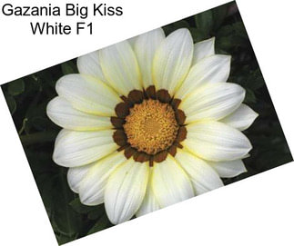 Gazania Big Kiss White F1