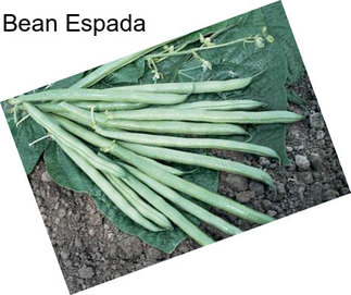 Bean Espada