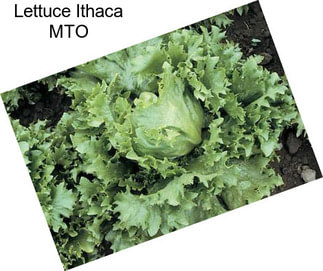 Lettuce Ithaca MTO