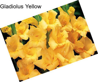 Gladiolus Yellow