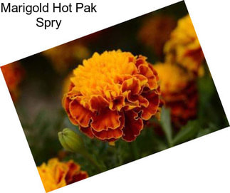 Marigold Hot Pak Spry