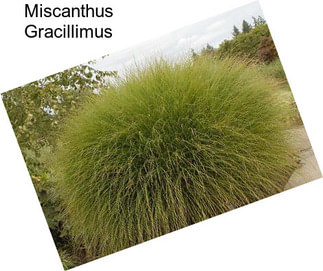 Miscanthus Gracillimus