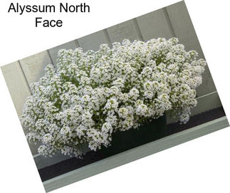 Alyssum North Face