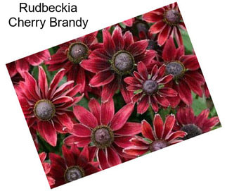 Rudbeckia Cherry Brandy