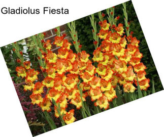 Gladiolus Fiesta
