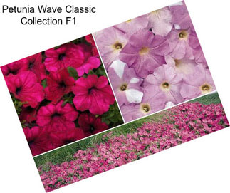 Petunia Wave Classic Collection F1