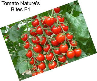 Tomato Nature\'s Bites F1