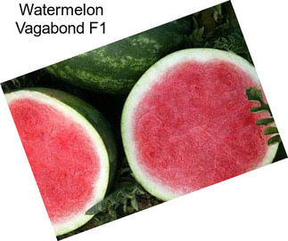 Watermelon Vagabond F1