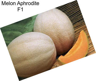 Melon Aphrodite F1
