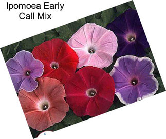 Ipomoea Early Call Mix